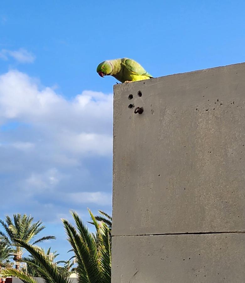 Casa De Mariposas Lägenhet Costa Del Silencio Exteriör bild